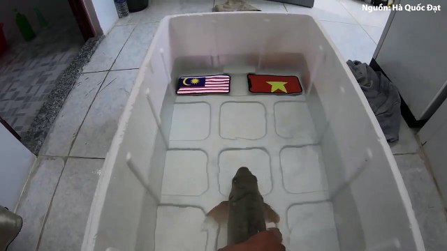 Chú cá lãnh cái kết thê thảm sau khi liên tục dự đoán Malaysia thắng