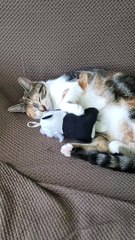 Cat Catches A Cat Nap