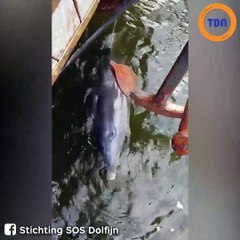 Un dauphin a été aperçu dans les eaux du port d'Amsterdam