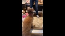 Dog Excitedly Greets Owner Hitting His Crotch and Slamming Him Down to Floor
