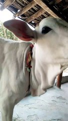 मेरा प्यारा गाय का बच्चा बहुत ही अच्छा है