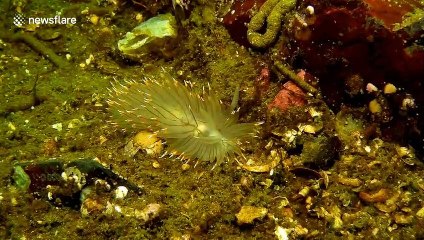 Witness the movement of this strange-looking sea slug