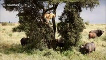 Hunter becomes hunted: Lion cowers in tree as buffalo herd passes through in Kenya
