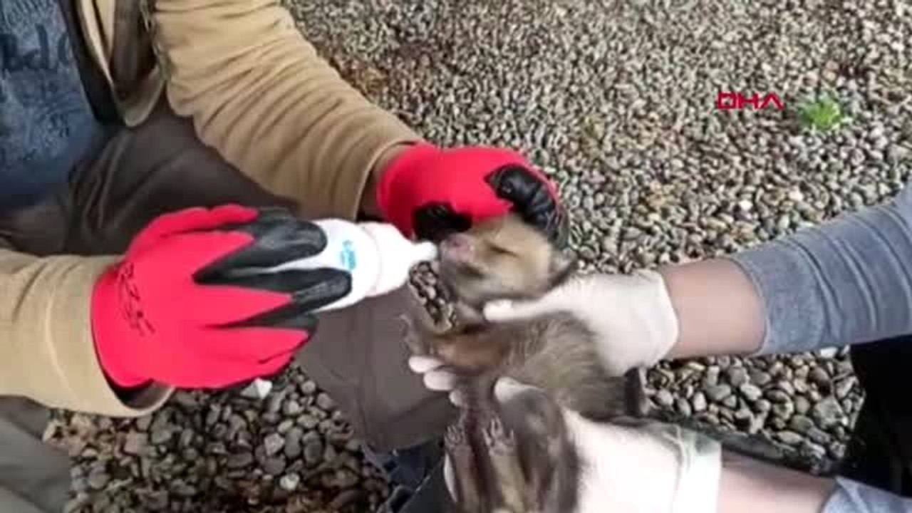 IĞDIR Çobanların bulduğu 2 yavru kurt, biberonla beslendi