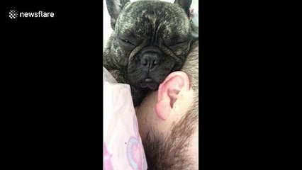 Who needs an alarm clock when you have a snoring dog in your ear