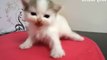 Cats Meowing || Cute Kittens Meowing || Cat Meowing Video || Kitten Meowing Videos