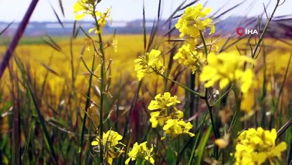 Altın Çiçek Kanolanın Eşsiz Manzarası Havadan Görüntülendi
