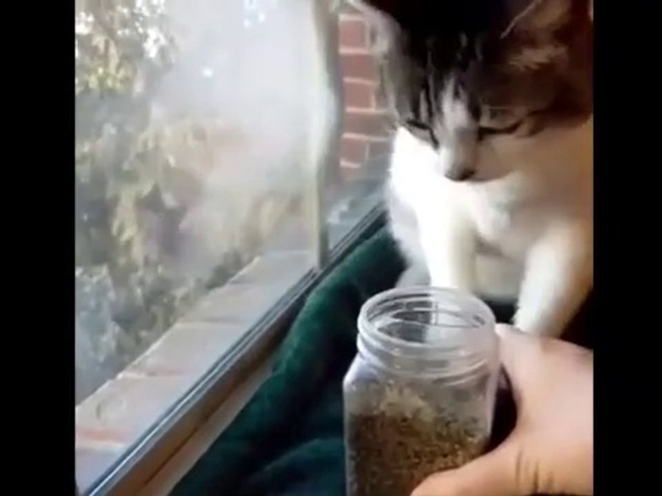 Cats and Kittens Playing Compilation - Cats and Kittens Playing - Cats & Kittens Video Compilation