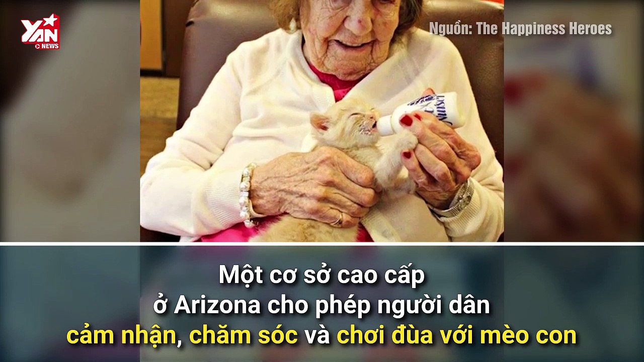 Những chú mèo nhỏ nhưng có thể tạo ra sự khác biệt to lớn!