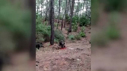 Belediye işçileri yaban domuzlarını doğada besledi