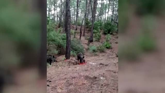 Belediye işçileri yaban domuzlarını doğada besledi