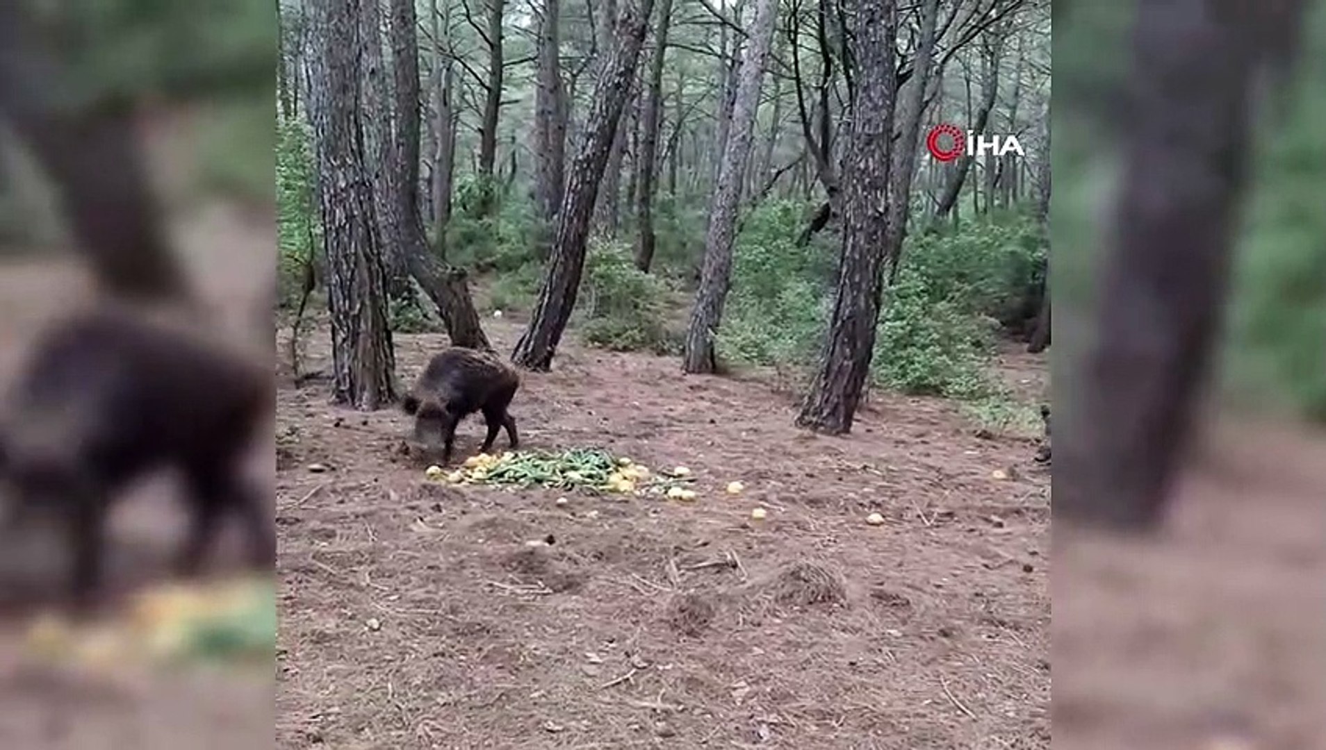 Yaban domuzlarına beslemeli önlem