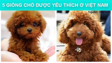 5 GIỐNG CHÓ ĐƯỢC YÊU THÍCH Ở VIỆT NAM