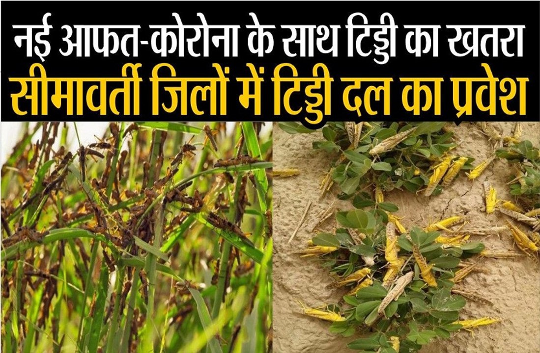 सीमावर्ती जिलों में टिड्डी दल का प्रवेश