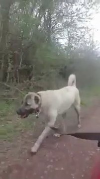 SiVAS KANGAL KOPEGi SPORDA - KANGAL SHEPHERD DOG EXERCiSE