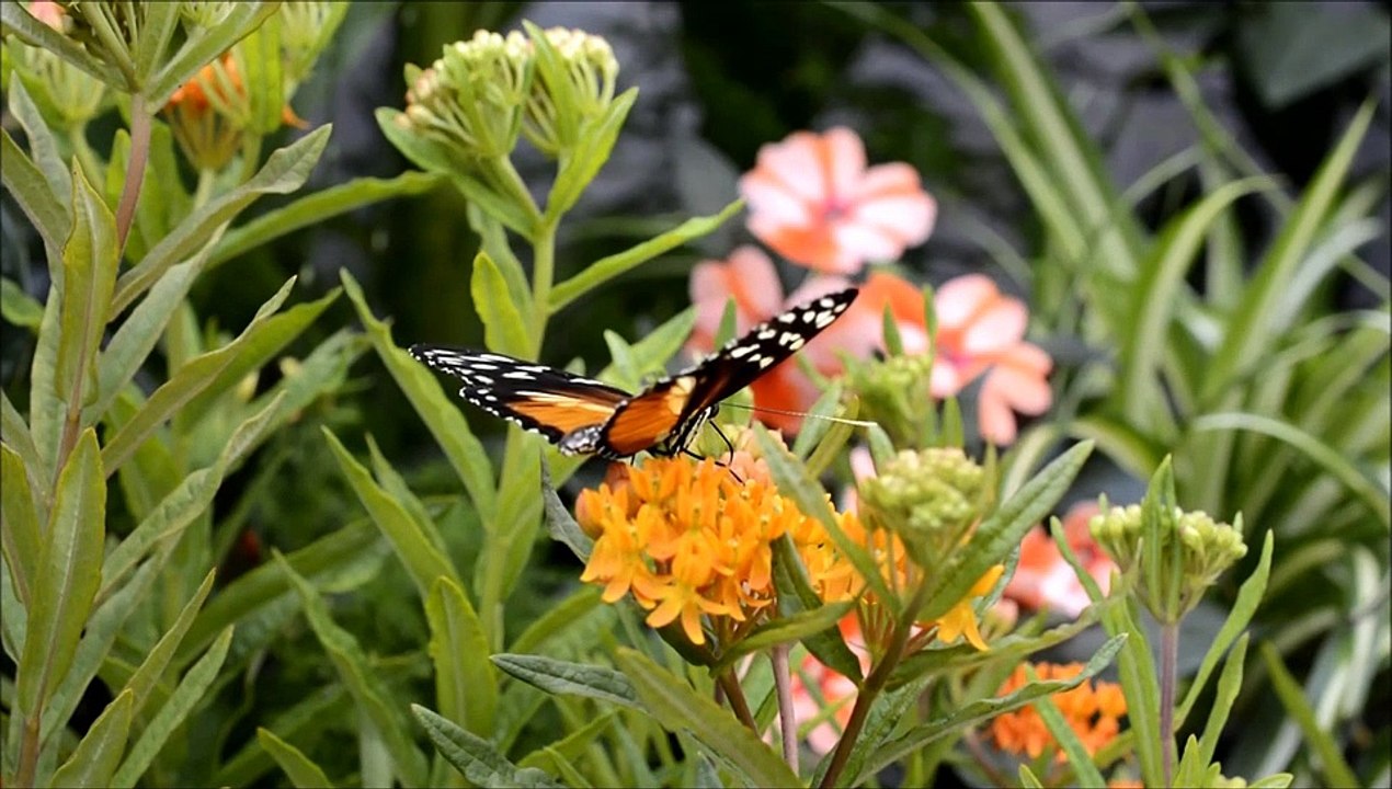 Butterfly - HD