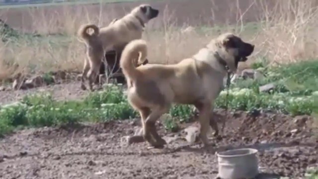 ADAMCI ANADOLU COBAN KOPEKLERi GOZLER HEDEFTE - ANGRY ANATOLiAN SHEPHERD DOGS in GARDEN