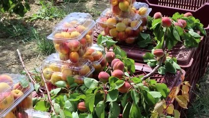 Kayısı hasadı sürüyor