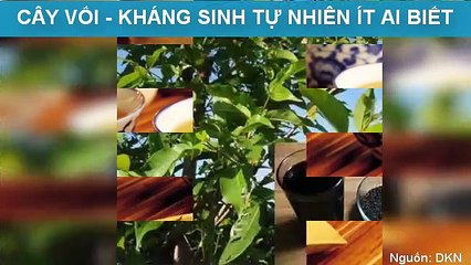 CÂY VỐI - KHÁNG SINH TỰ NHIÊN ÍT AI BIẾT