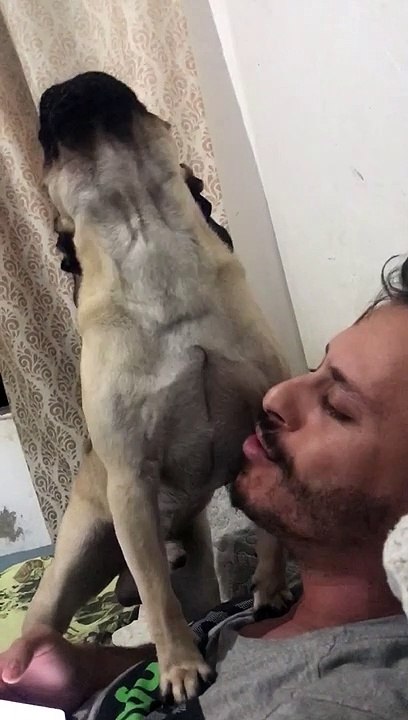 Duet With Pug Dog