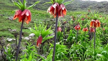 Muş dağlarında açan ters laleler göz kamaştırıyor