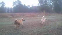 SiVAS KANGAL KOPEKLERi KURT DEVRiYESi - KANGAL SHEPHERD DOGS WOLF WATCH