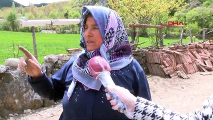 Ambulans helikopterin tarlasına inmesine izin vermeyen kadın konuştu