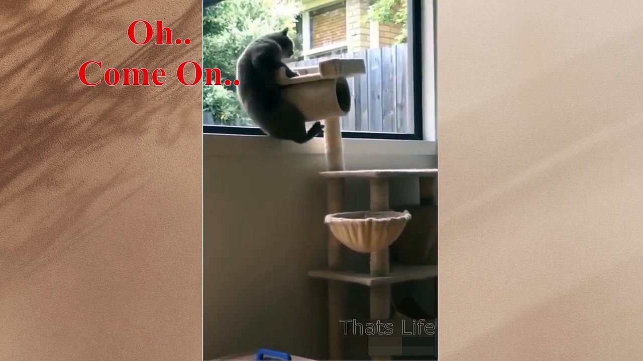 If your pet can talk #10