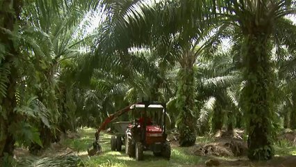 زيت النخيل الماليزي يعتبر مصدرا للأمن الغذائي لفقراء العالم