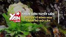 THIÊN NHIÊN CẬN CẢNH: Thiên sơn tuyết liên