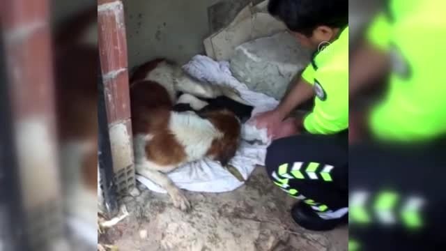 Yağmurda ıslanan köpek ve yavrularına polis şefkati
