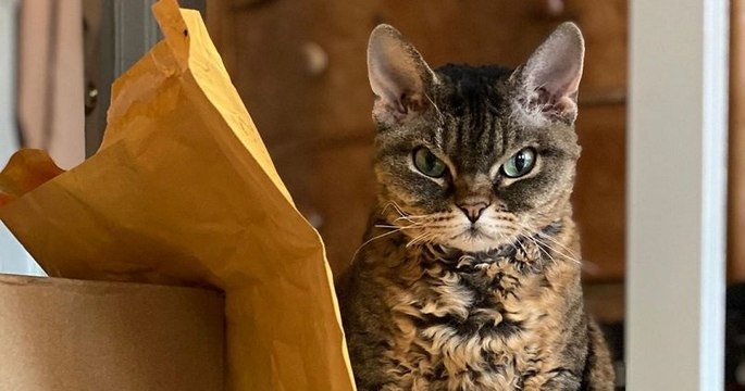 Cette chatte craintive et a l'apparence grincheuse s'est épanouie quand elle a été adoptée