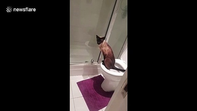 This cat learns how to use the toilet like a human