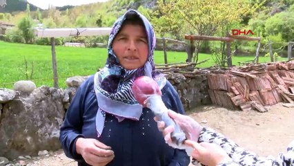 Ambulans helikopterin tarlasına inmesine izin vermeyen kadın: Hastadan haberim yoktu; muhtardan şikâyetçiyim