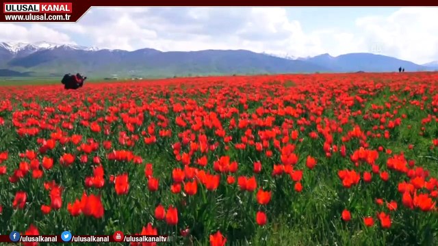 Muş'ta ilkbahar güzelliği