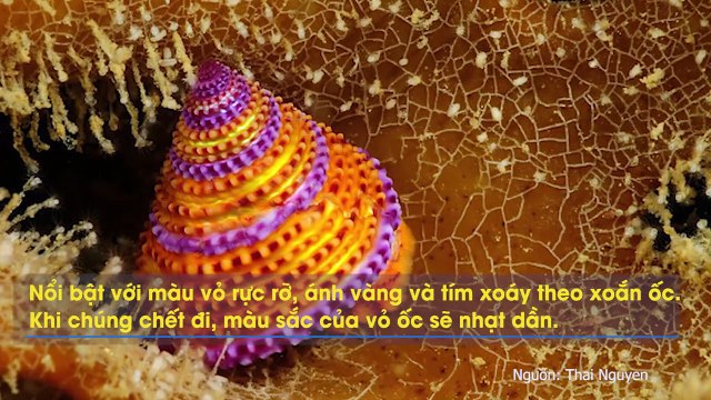 15 loài động vật có ngoại hình sai trái đến mức Thượng Đế cũng tự hỏi tại sao lại tạo ra chúng? (Phần 1)