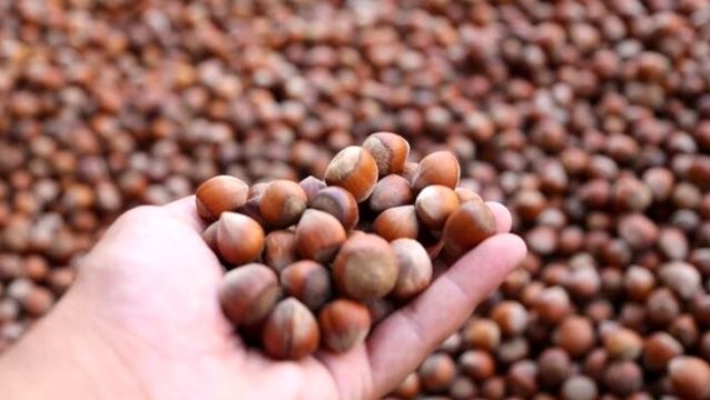 Türkiye, 8 ayda 1 milyar 844 milyon dolarlık fındık ihracatı yaptı