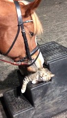 Horse Gives Cat Massage