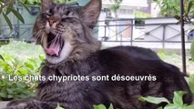 Coronavirus: En plein confinement, les chats de Chypre en ont plein les pattes