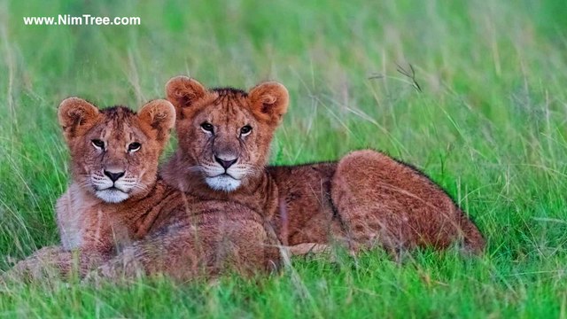 Wildlife Photography Safaris Masai Mara