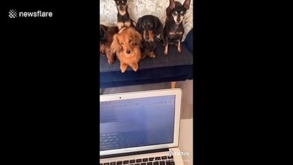 Woman has 'meeting' with her dogs about all the barking they are doing during the day