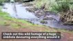 Wild Video Captures Swirling Sinkhole Devouring Mud and Grass
