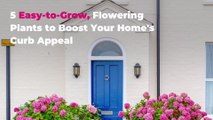 5 Easy-to-Grow, Flowering Plants to Boost Your Home's Curb Appeal