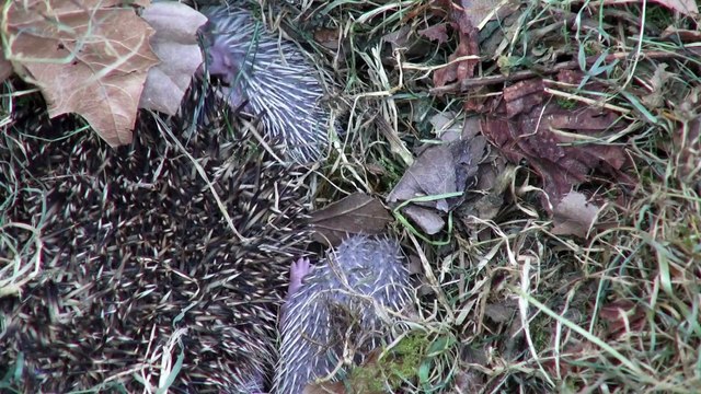 A la maternité des hérissons