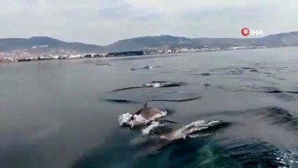 İzmir Körfezi'nde yunus sürüsü tekneyle böyle yarıştı