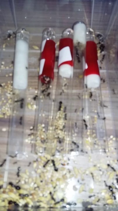 Messor Capitatus/Orientalis - Phoediela Phodul - Lasius Niger/Nyria