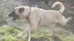 4*4 DiSi SiVAS KANGAL KOPEGi - 4*4 FAMELA KANGAL SHEPHERD DOG