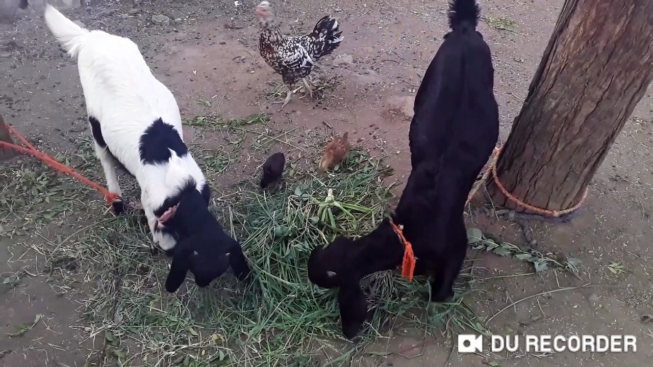 Goat's eating