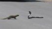 snake vs mongoose real fight