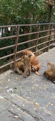 Helpful Monkeys Check Doggo for Fleas